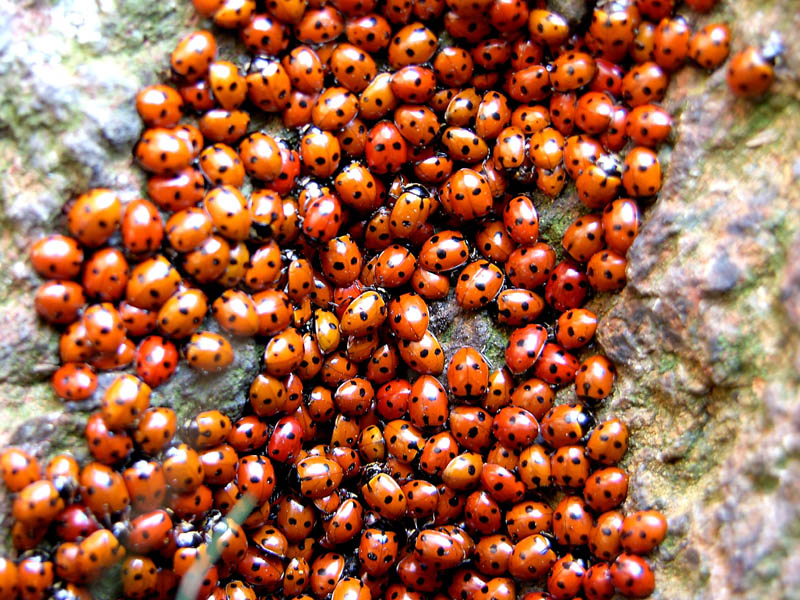 Invasione di coccinelle